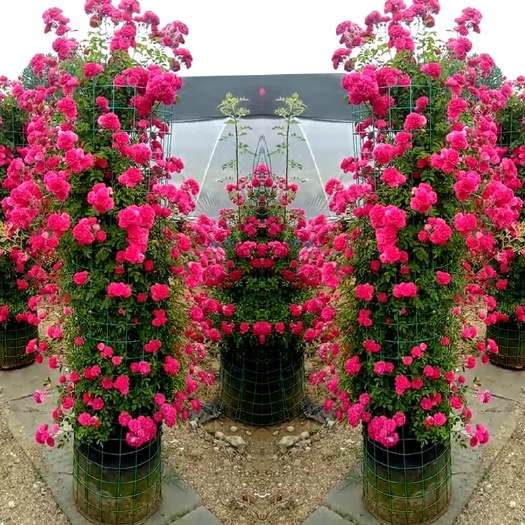 木香花 甜蜜红木香黄苗浓香甜密庭院四季攀爬植物开花很香的盆栽