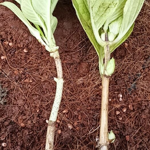 昆明绣球花苗20-40公分高 批发推荐