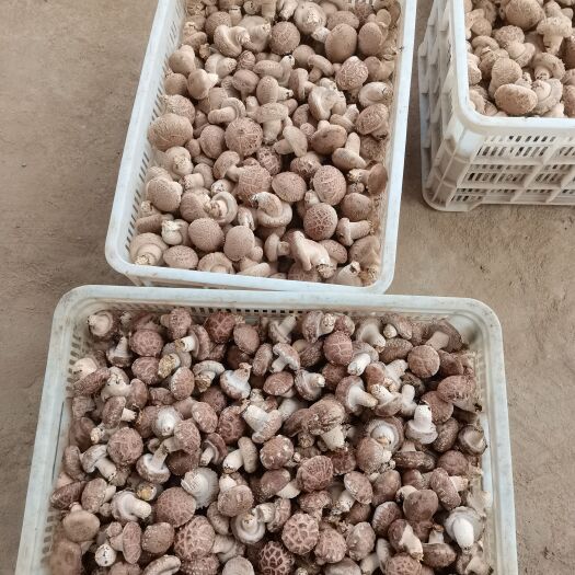 嵩县精品4.0以上花菇