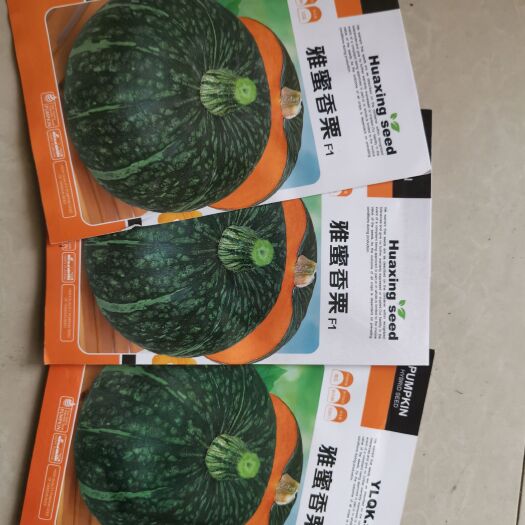 绵阳板粟南瓜（贝贝南瓜）