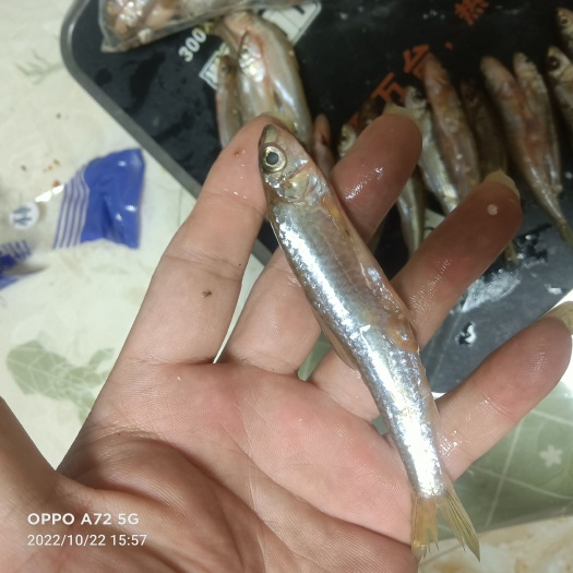 长沙大眼鱼
