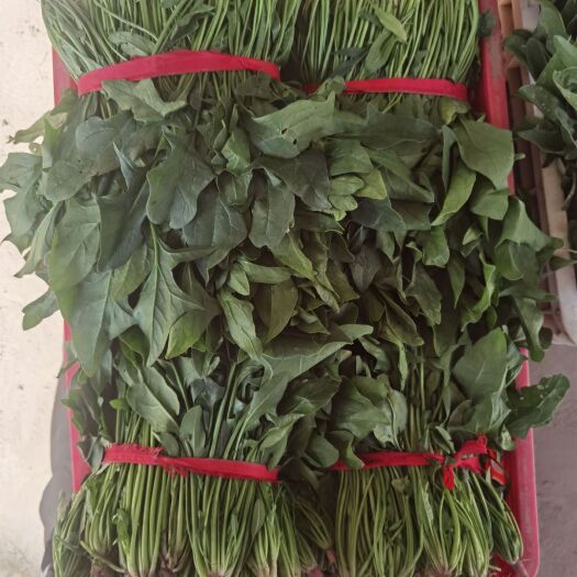 江苏海安—菠菜，产地直发，品质优秀，价格美丽！