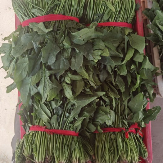 海安市江苏海安—菠菜，产地直发，品质优秀，价格美丽！