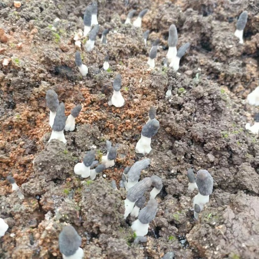 牟定县本人长期出售菌种，金耳，羊肚菌，香菇