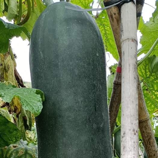 藤县广西黑皮冬瓜原产地 货量大 价格美 质好