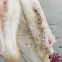 阳信县羊腔子