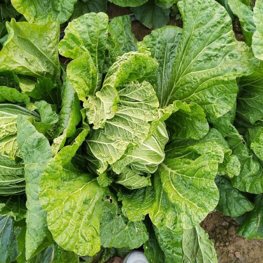 大荔县青杂三白菜
