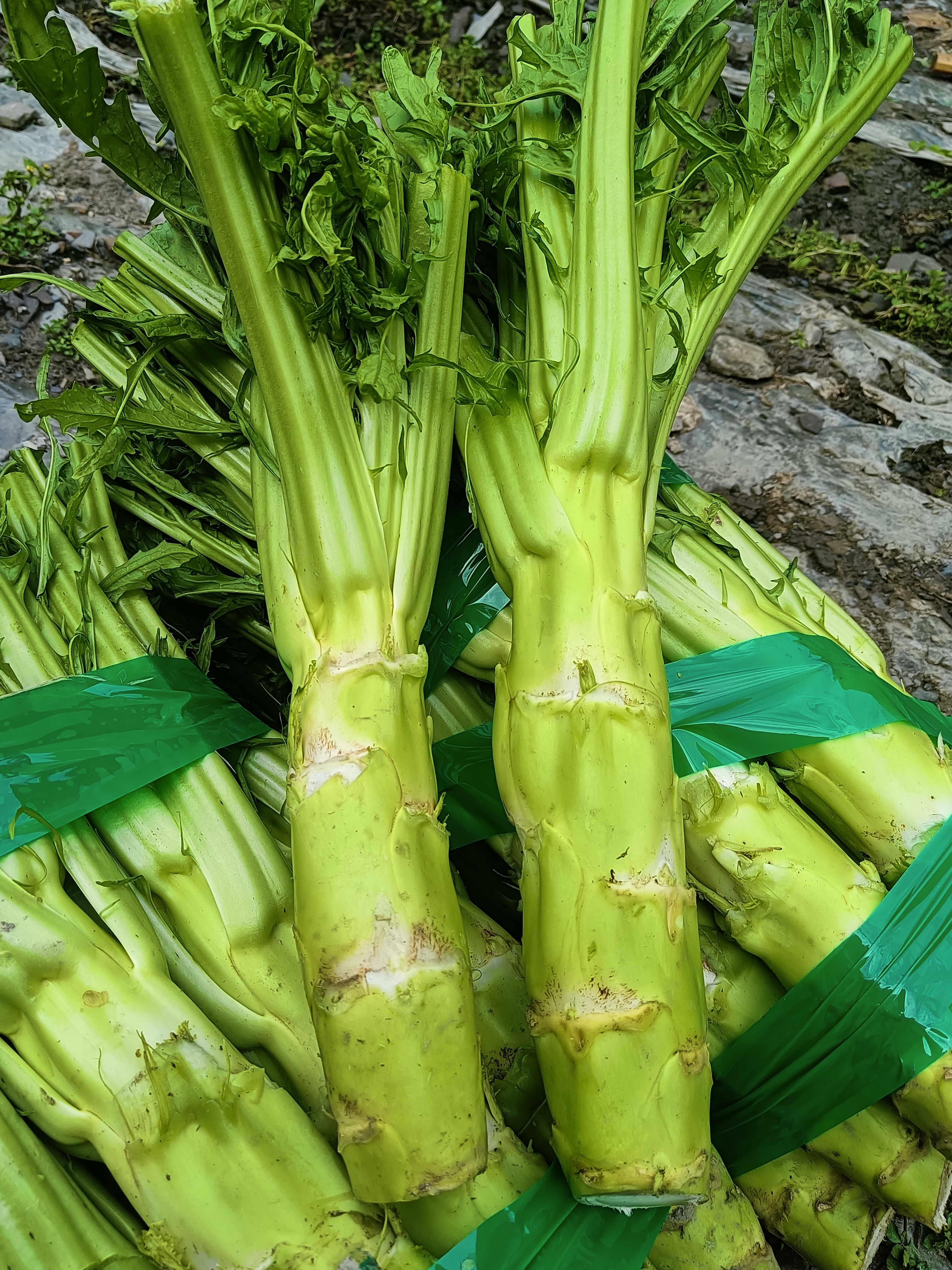 阿坝州大棒菜
