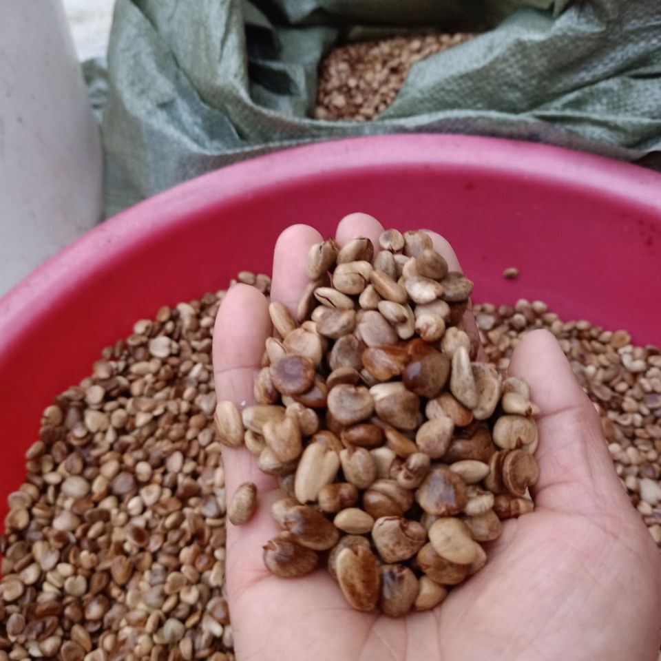 南丹县黑老虎种。颗粒饱满，可用来榨油。