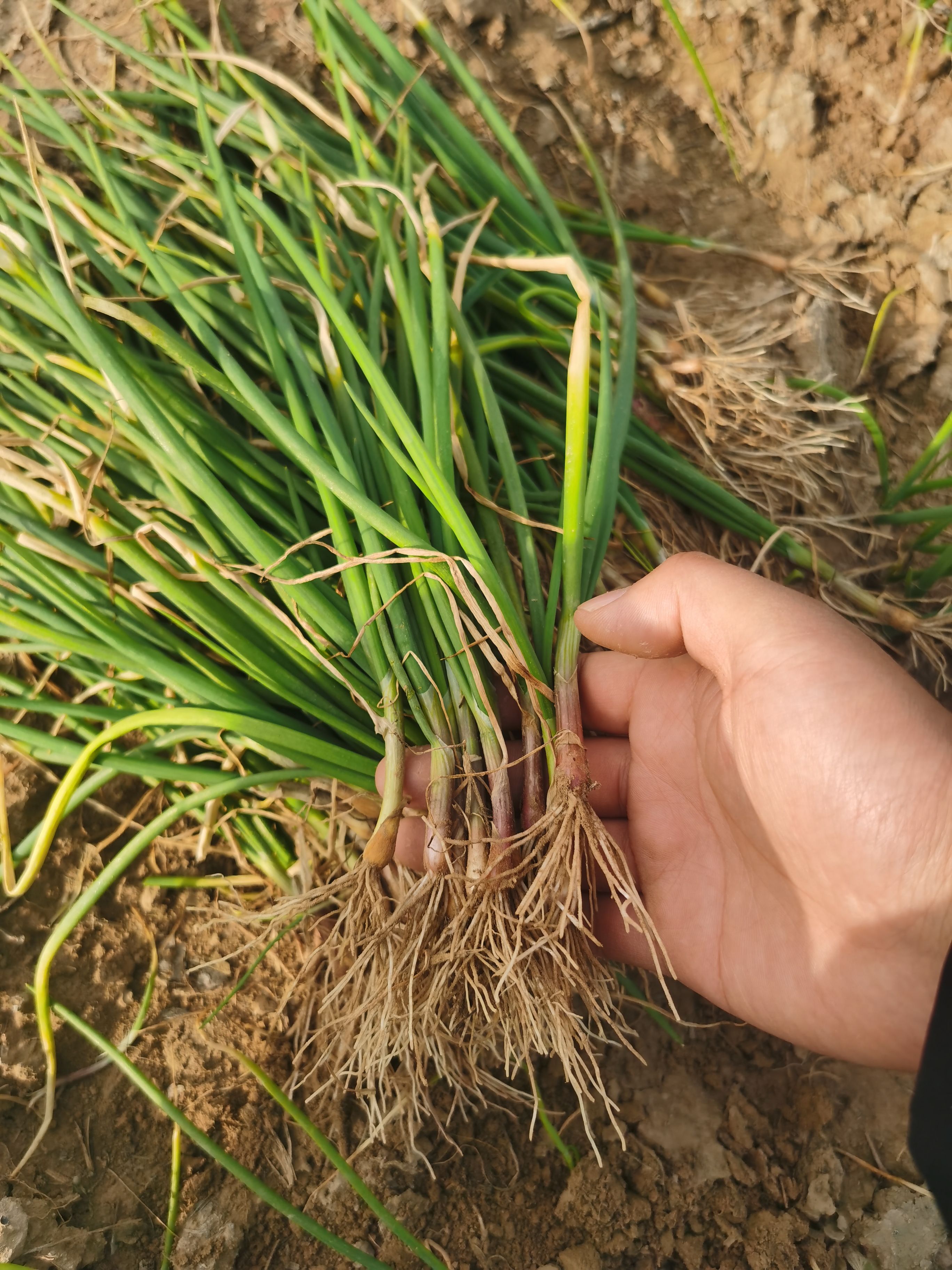 河南二红洋葱苗现挖现发无土无杂质 半高桩红皮洋葱秧子批发