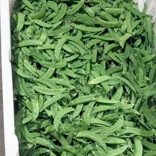 通海县荷兰豆，精品夹豆