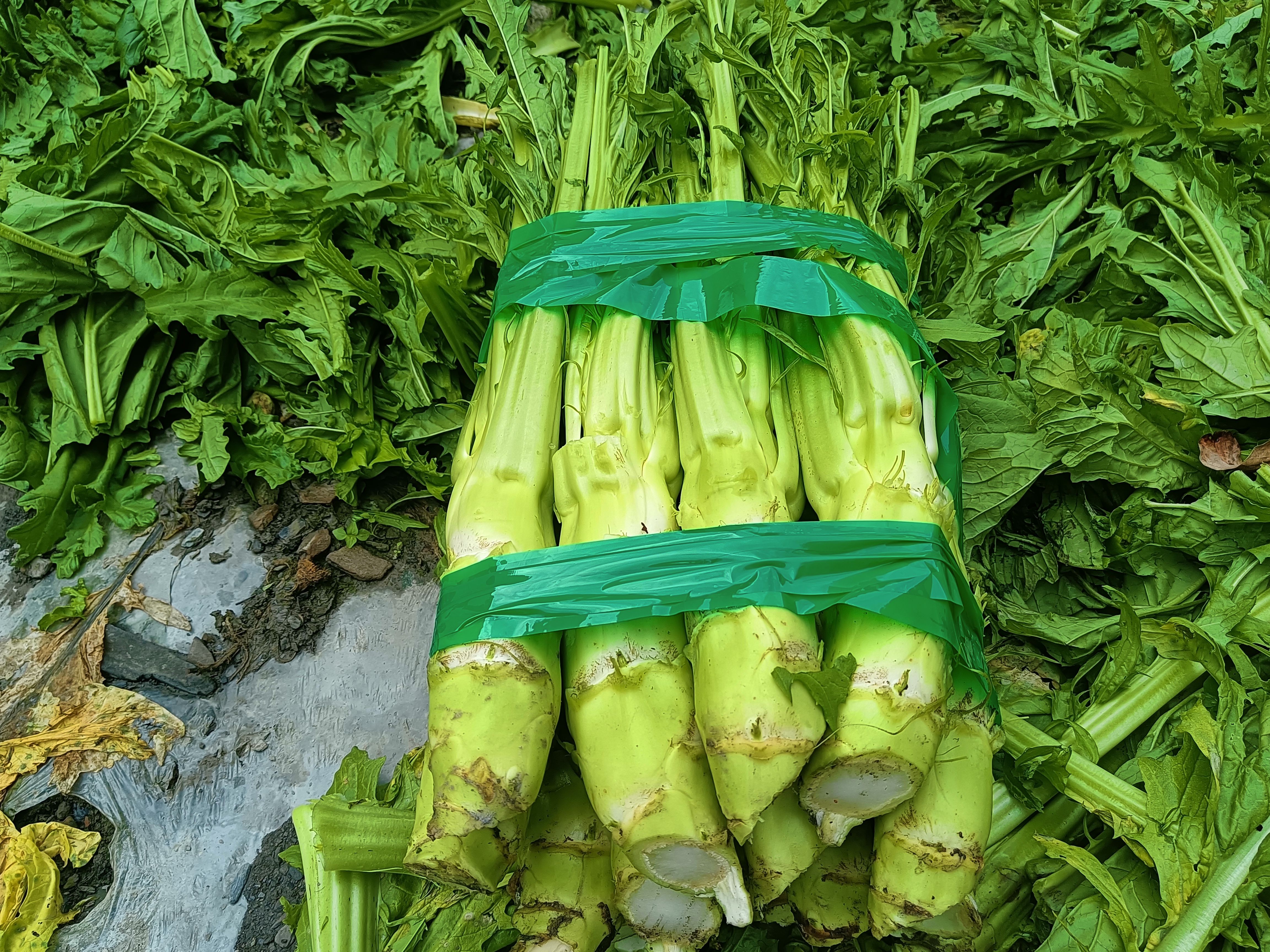 阿坝州大棒菜