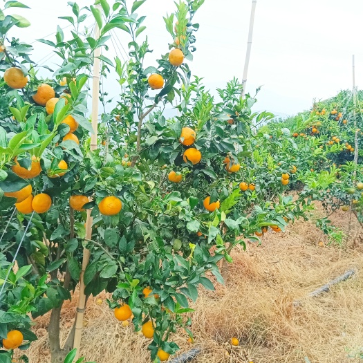 沃柑
