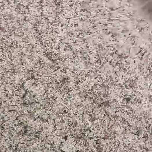 固原白糜子
