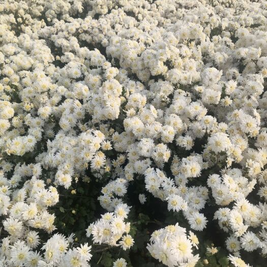 邯郸祁白菊