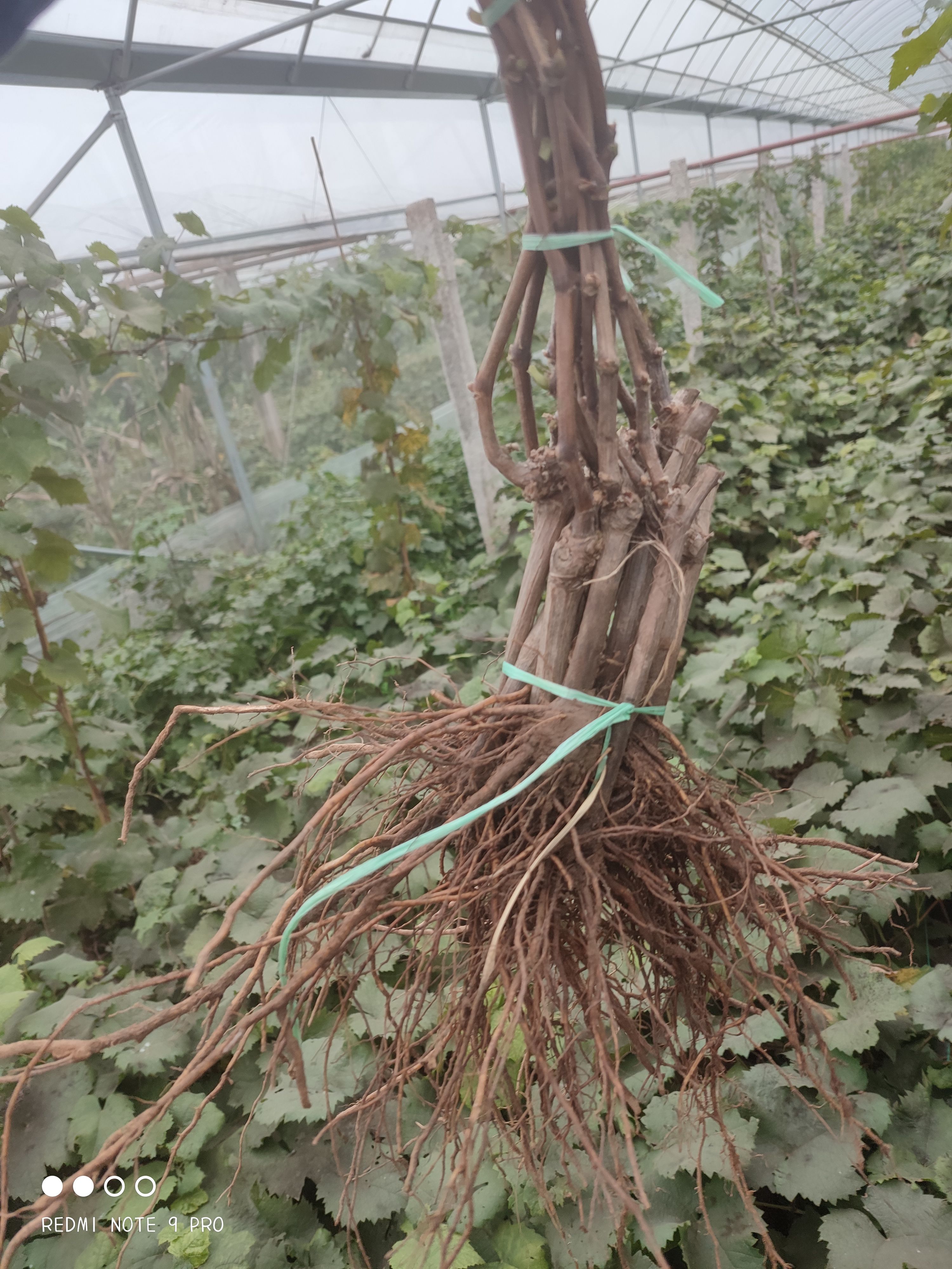 阳光玫瑰葡萄苗  保证苗子质量纯度    提供技术服务