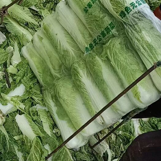 忻州白菜黄心白菜，北京3号，娃娃菜。大量上市一手货源，货源充足，