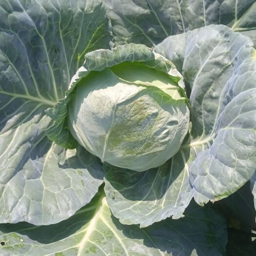 当阳市大量供应牛心包菜