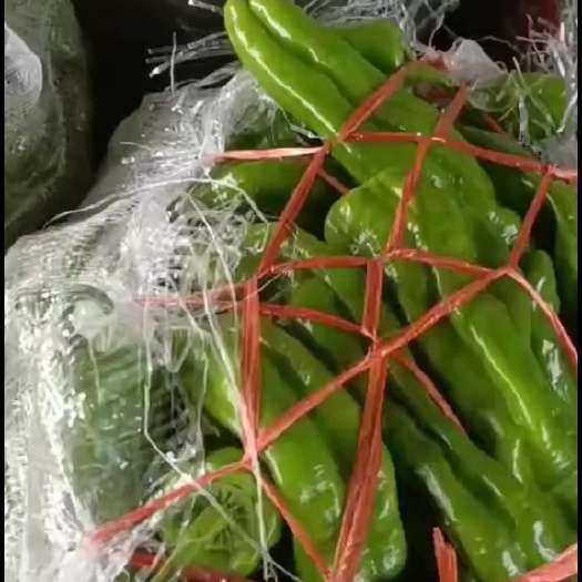 沭阳县薄皮椒