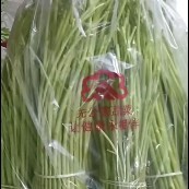 灌云县芦蒿大量销售