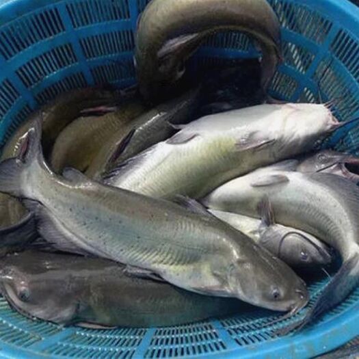 重庆市江团鱼，全国包运输。