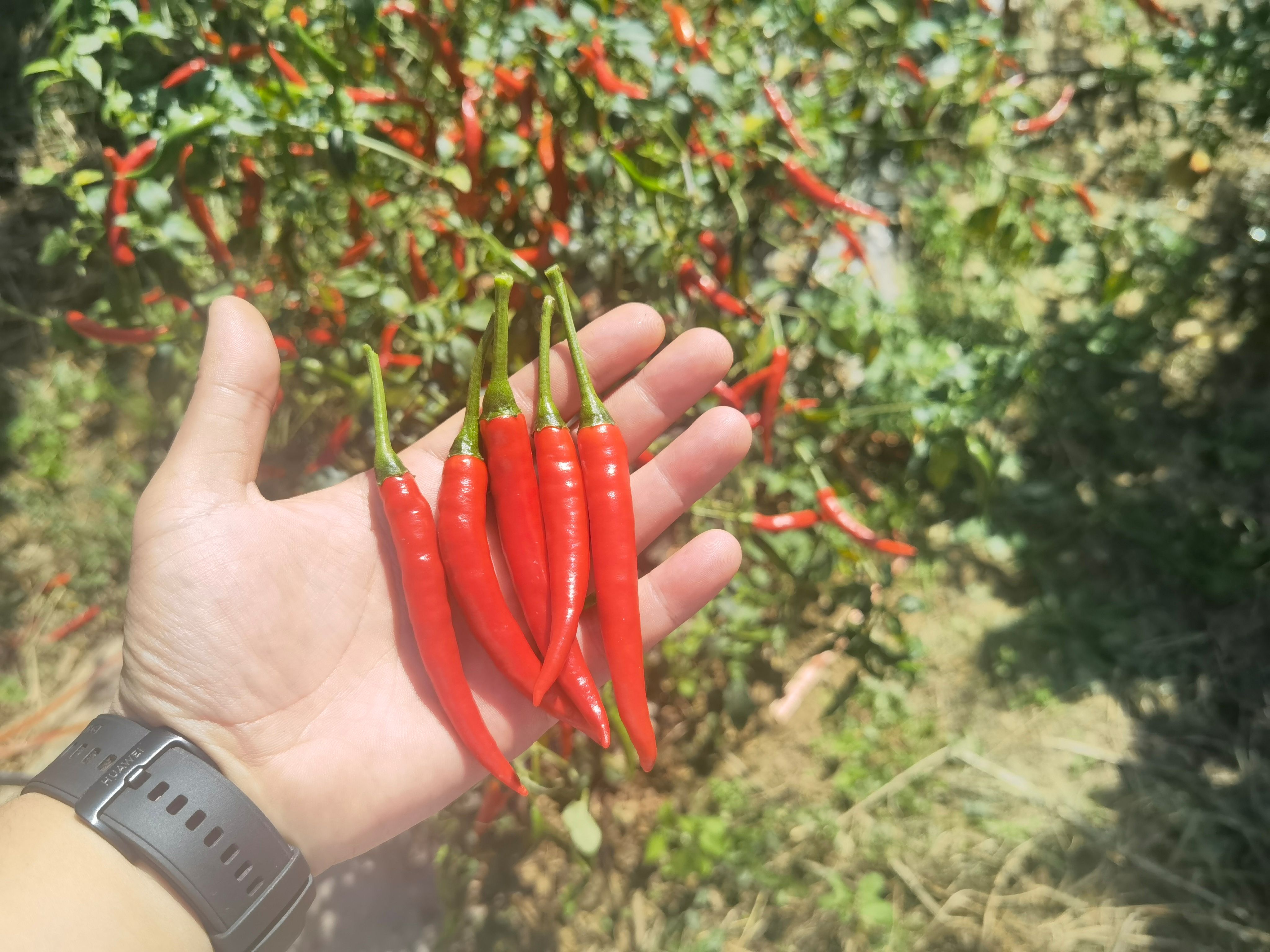 云南高山小米辣自己种植一手货源 品质保证 批发可聊