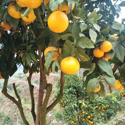 长沙爱媛,黄金柑