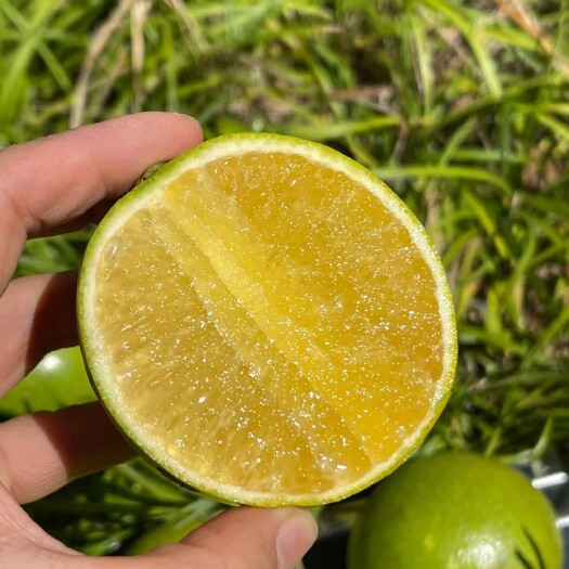 昆明云南褚橙 冰糖橙纯甜蜂蜜橙批发
