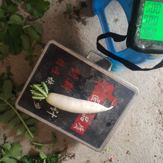 平塘县白萝卜农户家