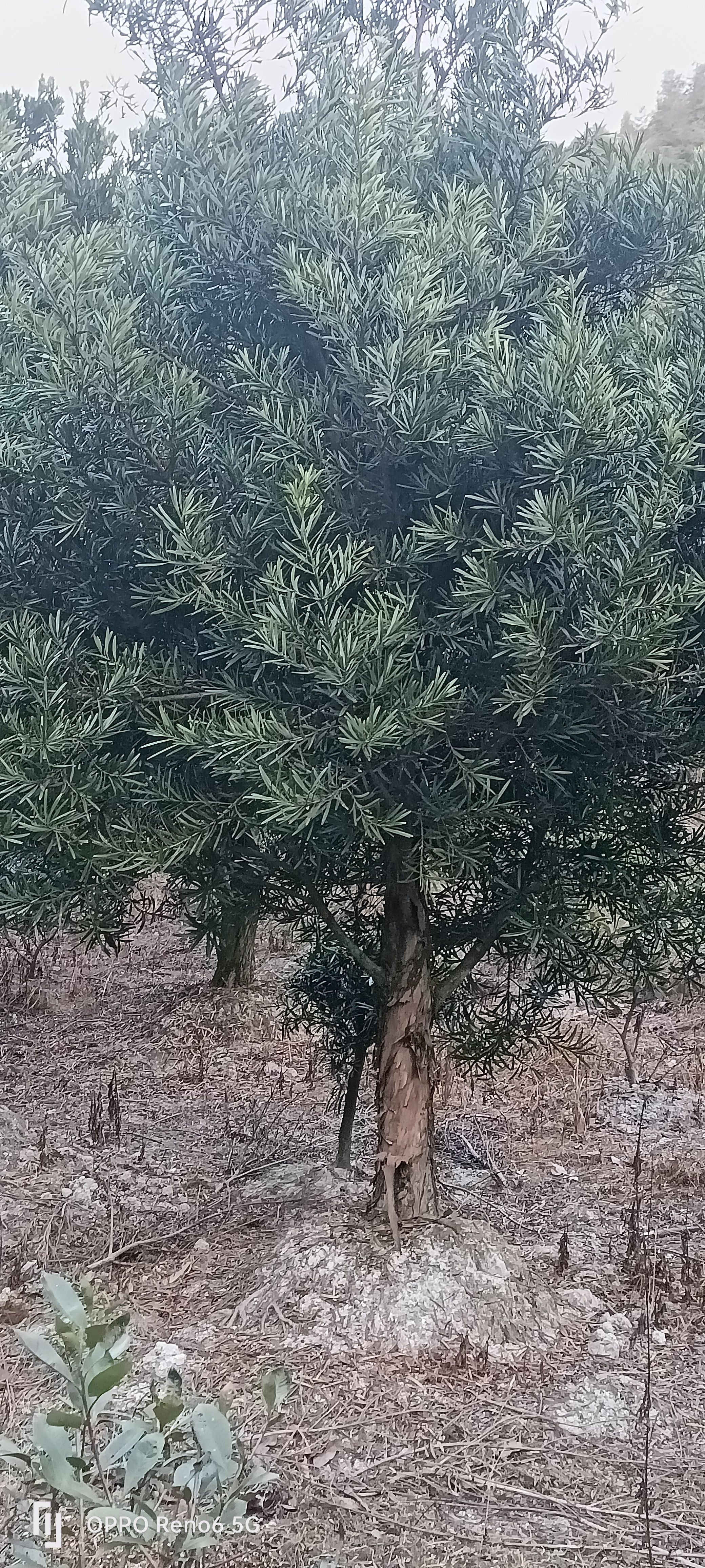 罗汉松