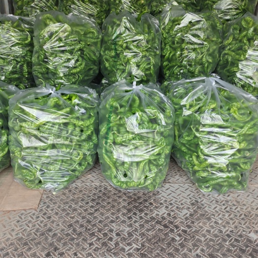 宁都县大螺丝椒，线椒