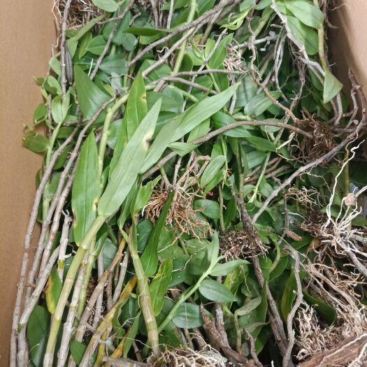 思茅云南普洱束花石斛