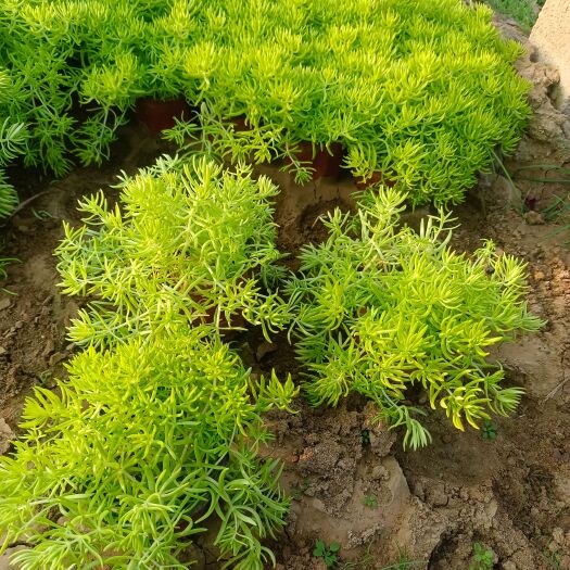 青州市佛甲草