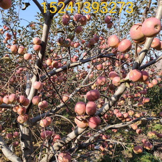 营口直径65㎜以上，套袋的，国光苹果2万斤左右，色好，口感正！
