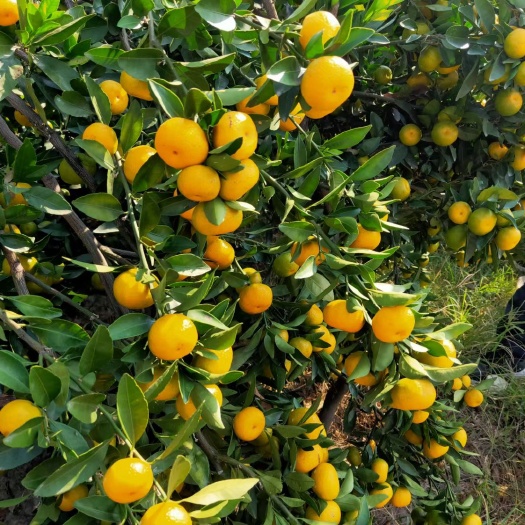 广西桂林南丰蜜橘种植基地大量供应，产地直发，质量保证