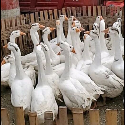 益阳鹅