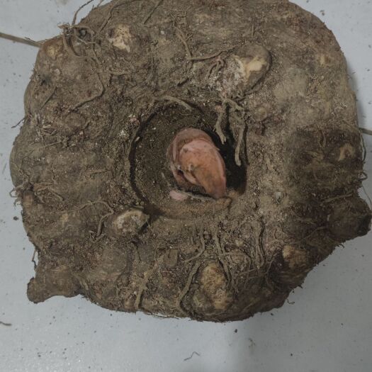 大方县商品魔芋批发零售