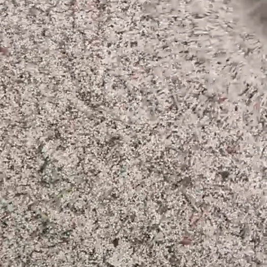 白糜子