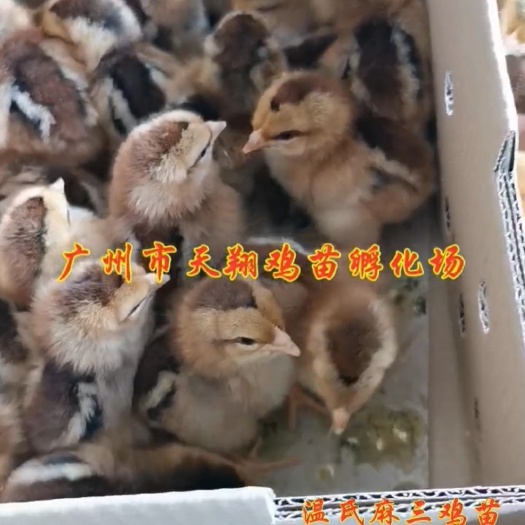 广州温氏麻三公苗 温氏育种公司麻三公 温氏鸡苗