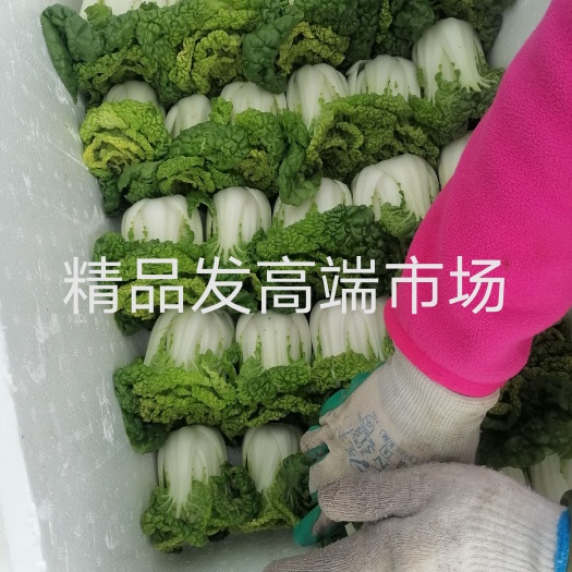 怀远县精品泡沫箱装黄心菜