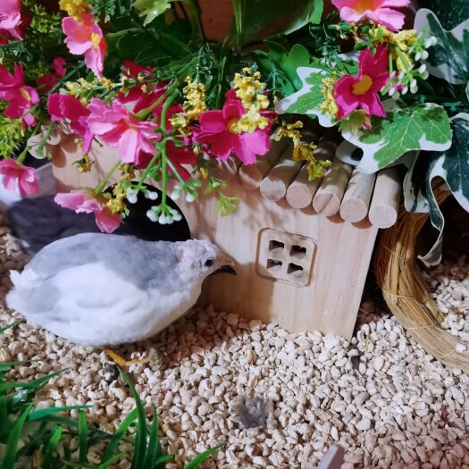 青岛芦丁鸡成年鸡