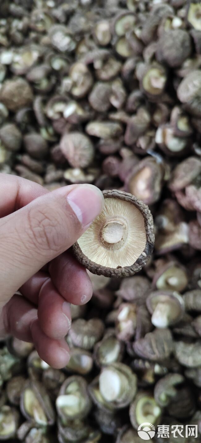 香菇干货批发冬菇新菇肉厚无根金钱菇3-5 大货现发长期供货