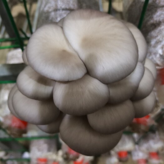 海口10月28日海口市云龙食用菌基地工厂化平菇出厂价5元每斤