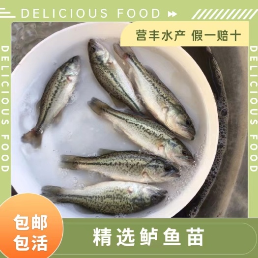 广州加州鲈鱼苗 优鲈3号鲈鱼苗 大口黑鲈鱼苗 工厂化高密度养殖苗