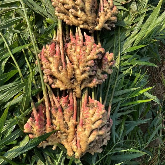 高山种植二黄姜。