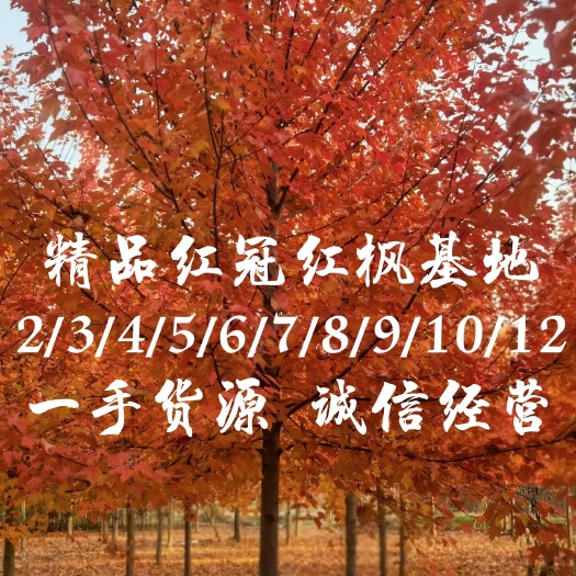 邳州市美国红枫红冠1/12公分量大诚信经营现挖现装