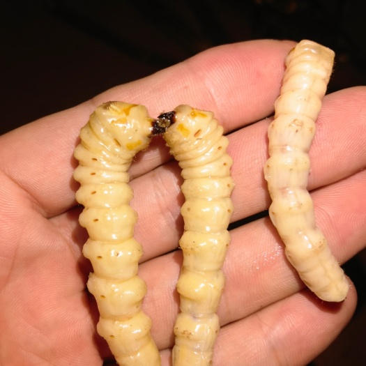 鄱阳县倒挂刺虫 千年鸟不踏虫批发