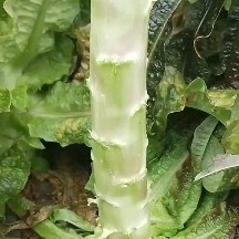 大理市红叶香莴笋，光头强，有需要的老板可联系，价钱美丽！