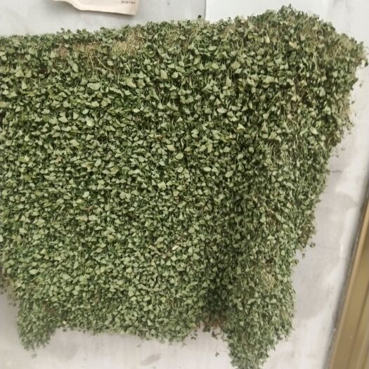 河池马蹄金