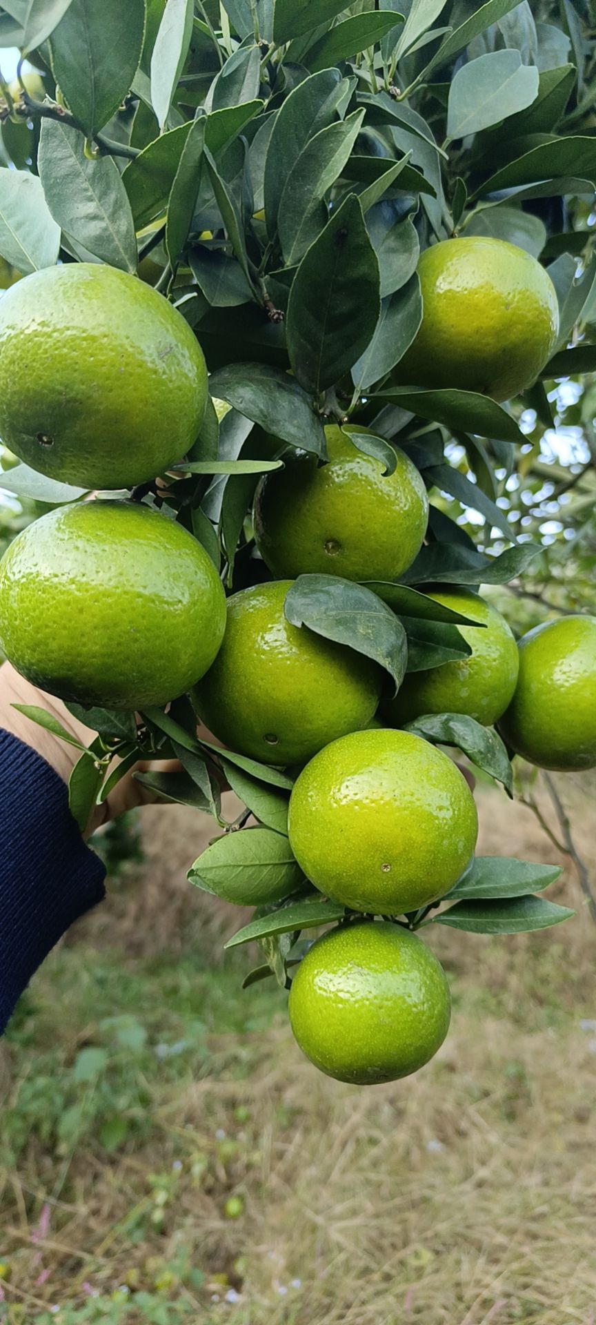 万亩皇帝柑种植基地，大量供应，一手货源，需要联系我